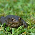 Besuch aus Nachbars Teich