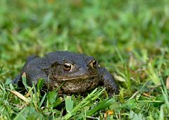 Besuch aus Nachbars Teich