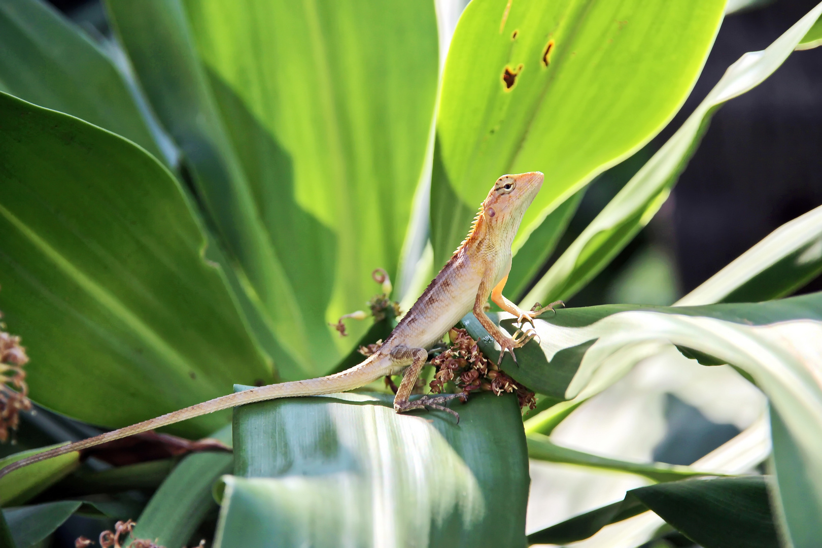 Besuch Foto & Bild | natur, tiere, wildlife Bilder auf fotocommunity