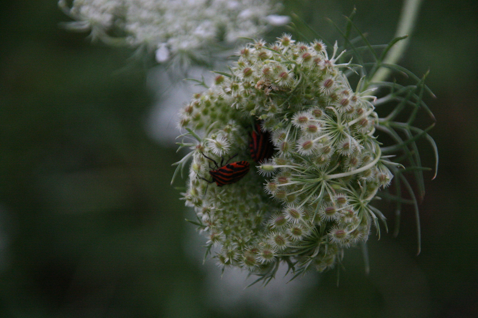 Besuch