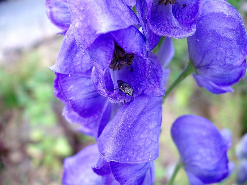 Besuch bei Aconitum napellus