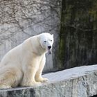 Besuch bei " Anton " am 29.01.14 , leider der letzte ( gest. im Februar 2014)