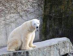 Besuch bei " Anton " am 29.01.14 , leider der letzte ( gest. im Februar 2014)