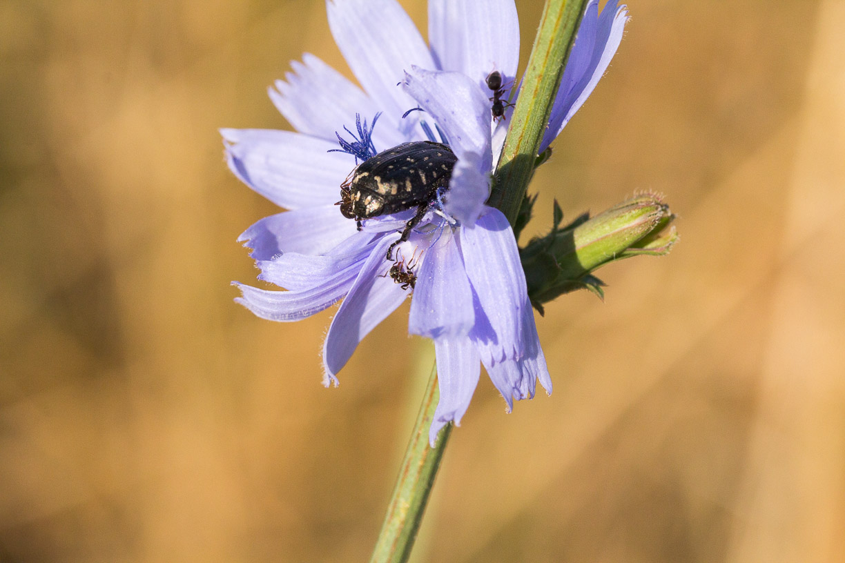 besuch bei blauem blümchen