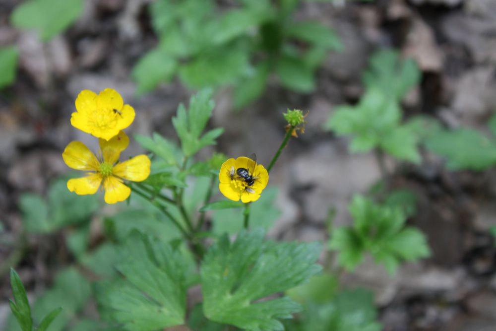 Besuch bei Blümchens