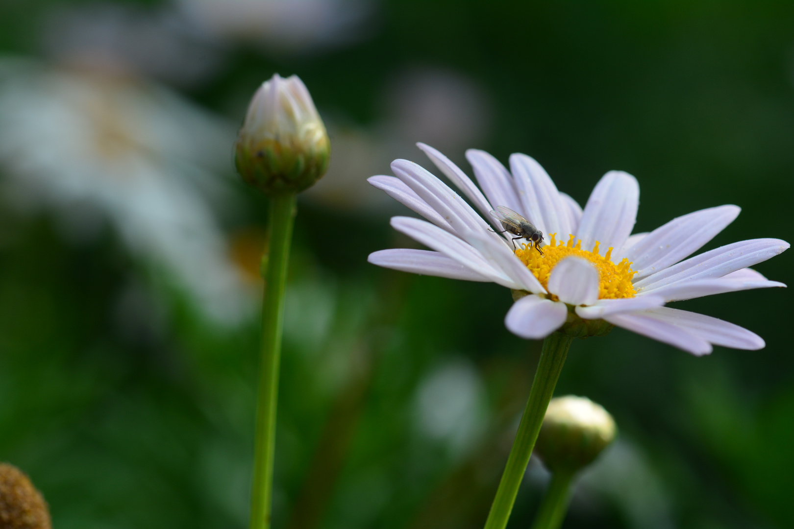 Besuch bei Daisy