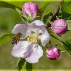 Besuch bei den Apfelblüten