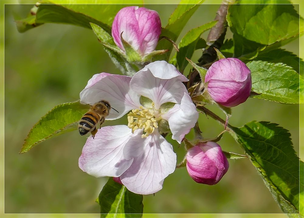 Besuch bei den Apfelblüten