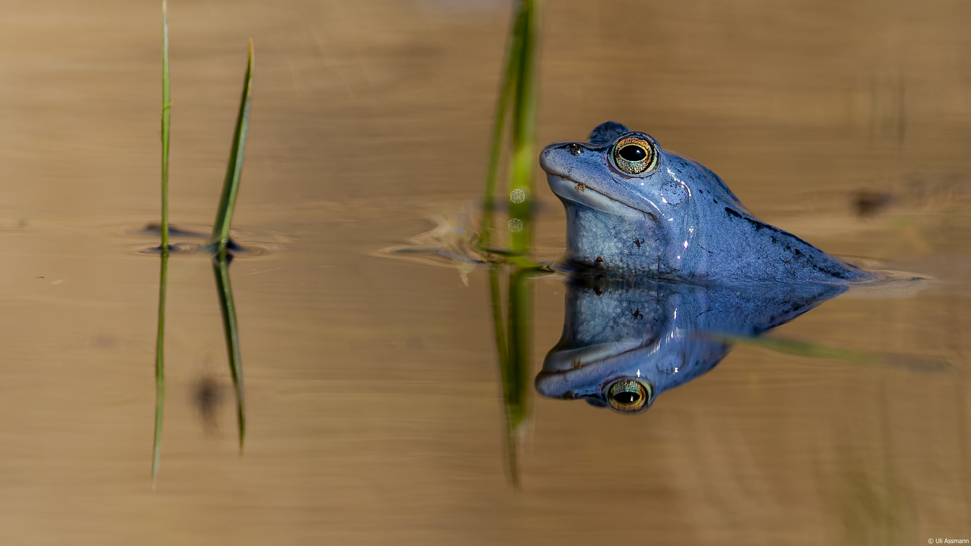 Besuch bei den 'Blauen'