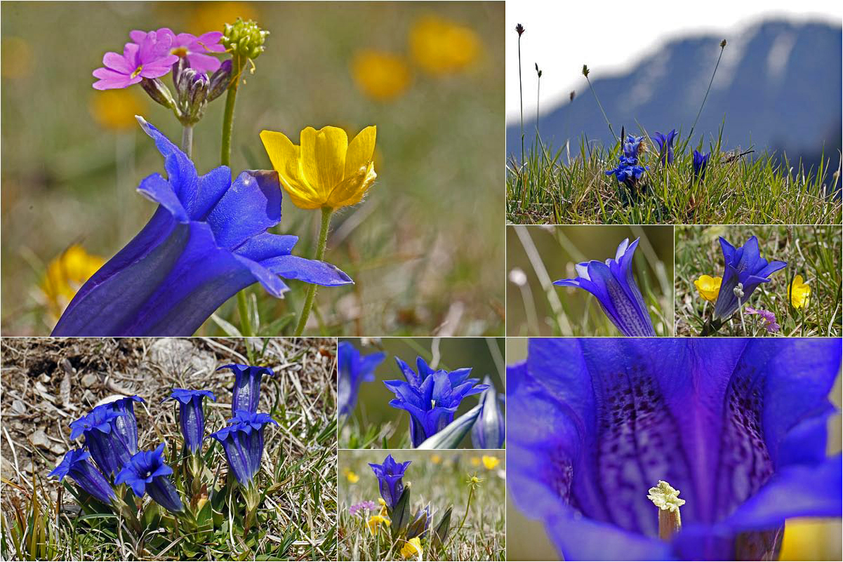 Besuch bei den blauen Enzianen