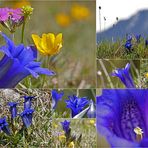 Besuch bei den blauen Enzianen