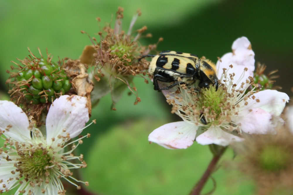 Besu´ch bei den Brombeeren