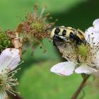 Besu´ch bei den Brombeeren