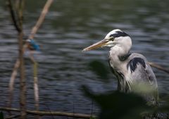 Besuch bei den Eisvögeln