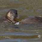 Besuch bei den Fischottern Bolek und Bubla 02