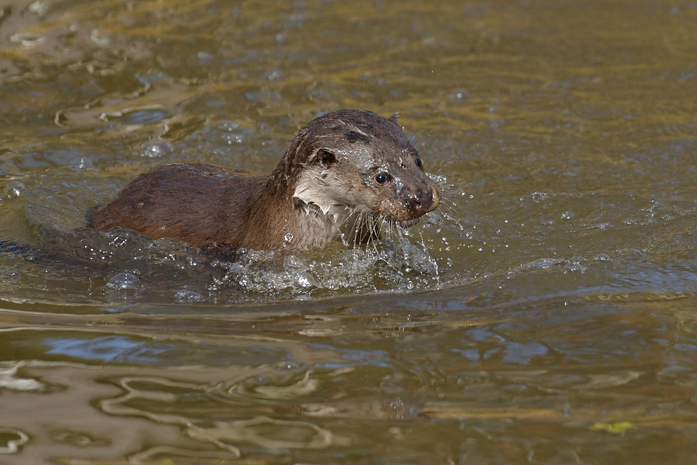 Besuch bei den Fischottern Bolek und Bubla 05