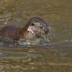 Besuch bei den Fischottern Bolek und Bubla 05