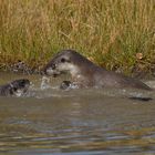 Besuch bei den Fischottern Bolek und Bubla 06