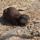 Besuch bei den Fischottern Bolek und Bubla 10