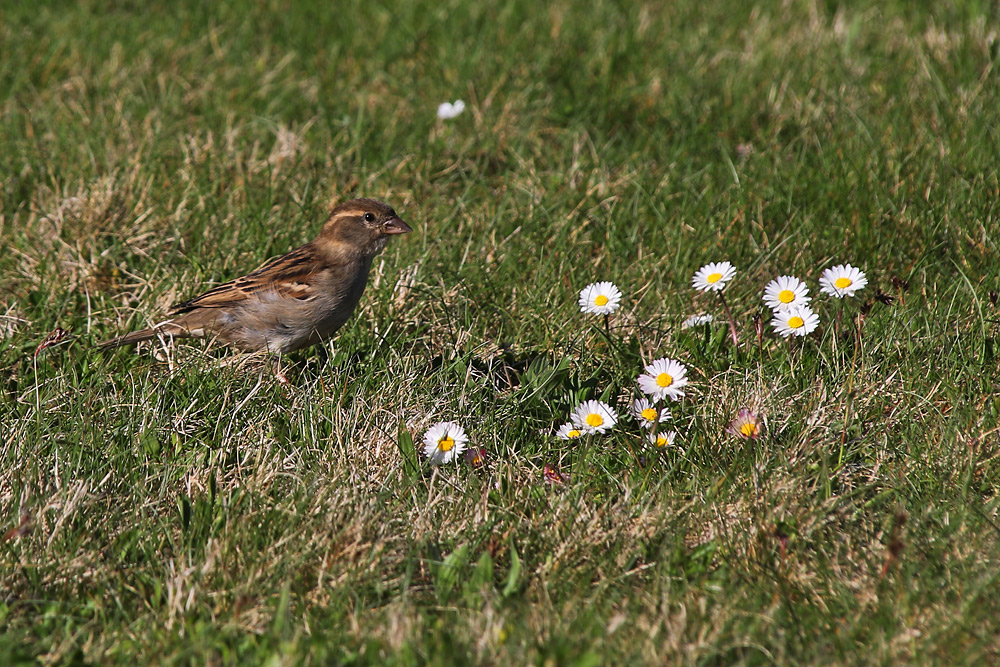 Besuch bei den Gänseblümchen