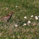 Besuch bei den Gänseblümchen