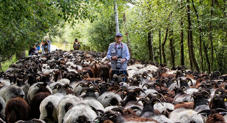 Besuch bei den Heidschnucken
