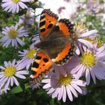 Besuch bei den Herbstastern