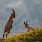 Besuch bei den jungen Wilden