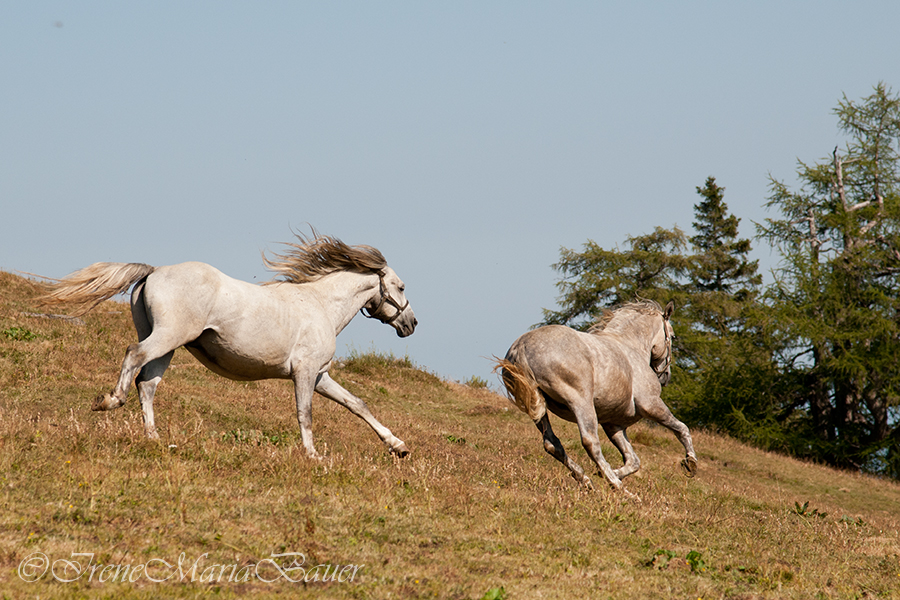 Besuch bei den Lipizzanern auf der Stubalpe