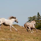 Besuch bei den Lipizzanern auf der Stubalpe