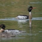 Besuch bei den Mittelsäger 004