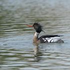 Besuch bei den Mittelsäger 005