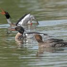 Besuch bei den Mittelsäger 010