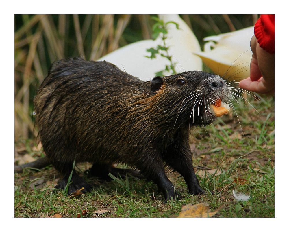 Besuch bei den Nutrias (2) ... / ... visiter les ragondins (2)