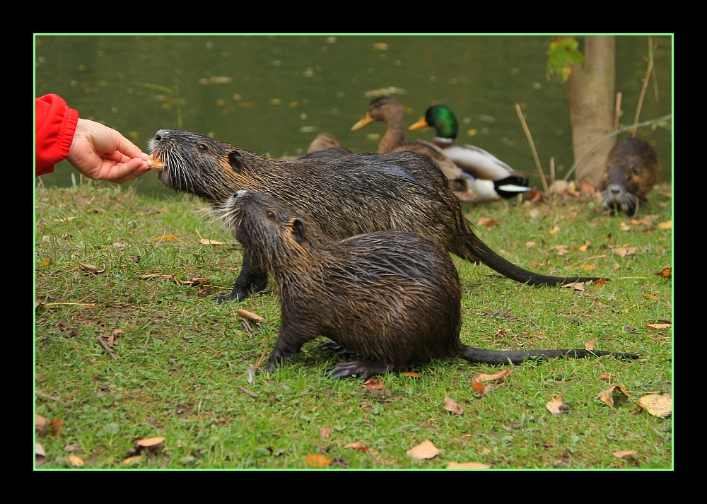 Besuch bei den Nutrias (3) ... / ... visiter les ragondins (3)