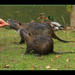 Besuch bei den Nutrias (3) ... / ... visiter les ragondins (3)