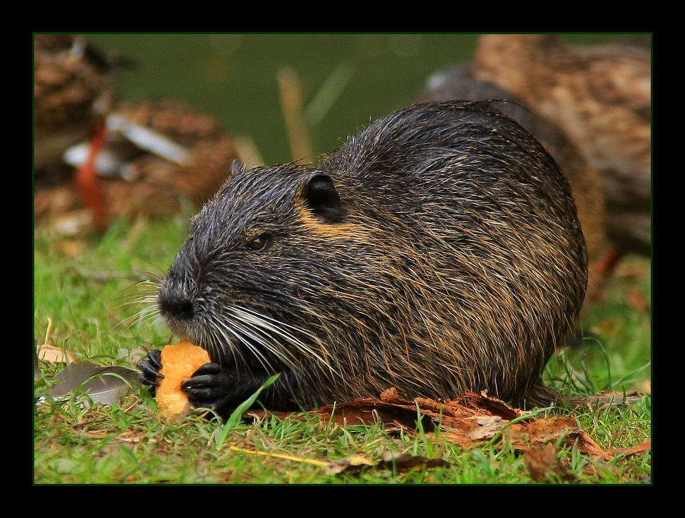 Besuch bei den Nutrias (4) ... / ... visiter les ragondins (4)