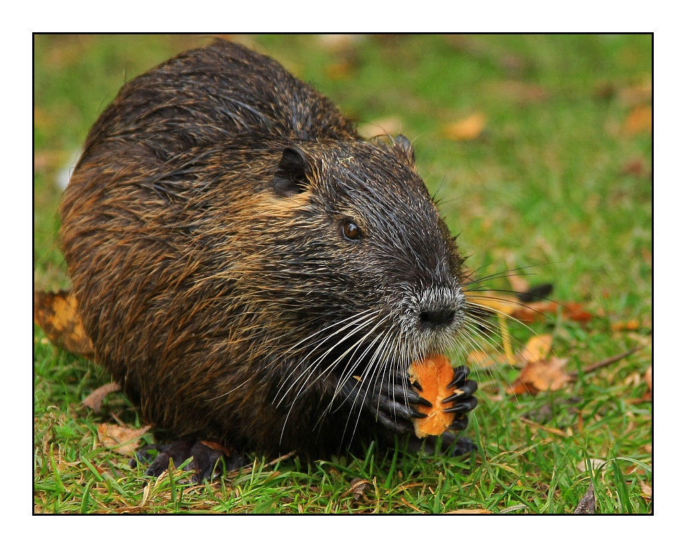 Besuch bei den Nutrias (5) ... / ... visiter les ragondins (5)