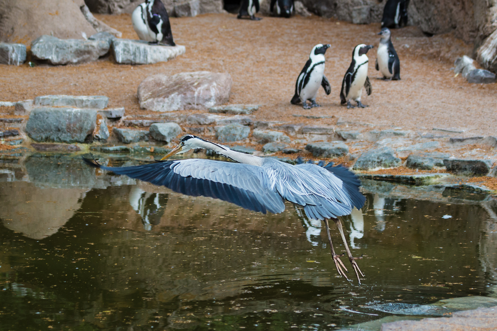 Besuch bei den Pinguinen