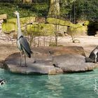 Besuch bei den Pinguinen im Dortmunder Zoo