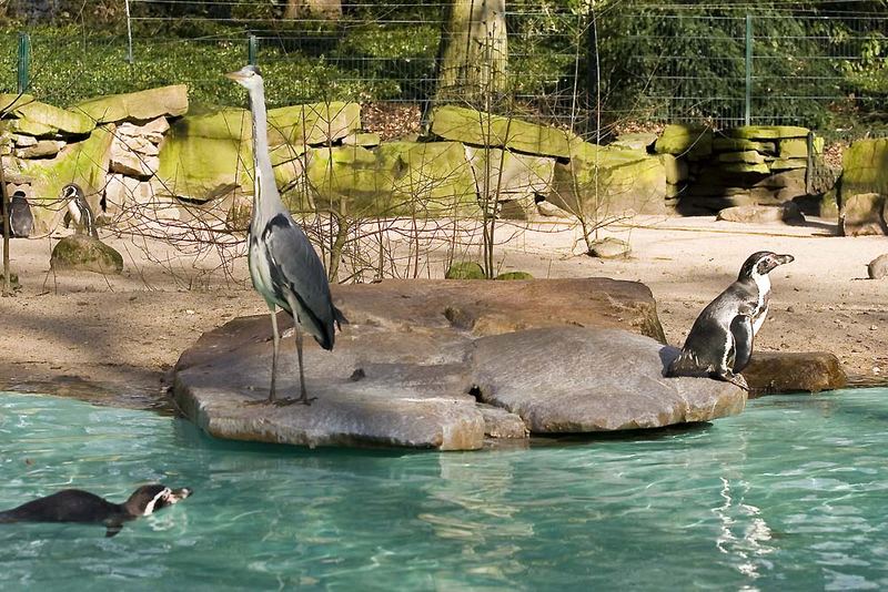 Besuch bei den Pinguinen im Dortmunder Zoo