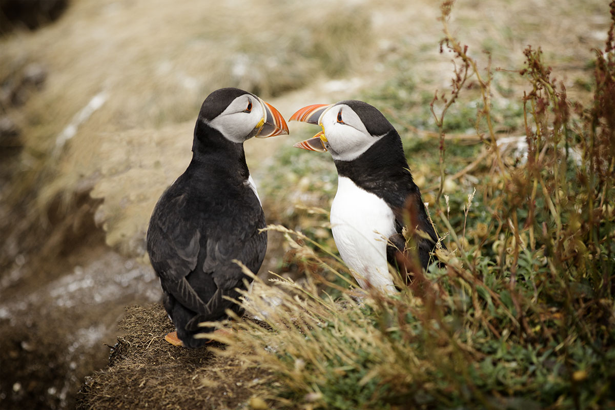 Besuch bei den Puffins