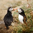 Besuch bei den Puffins