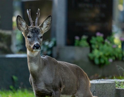 Besuch bei den Rehen am Friedhof