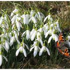 Besuch bei den Schneeglöckchen