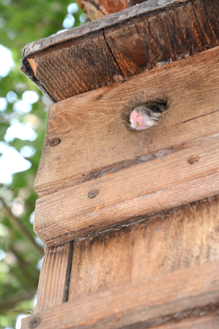 Besuch bei den Siebenschläfern