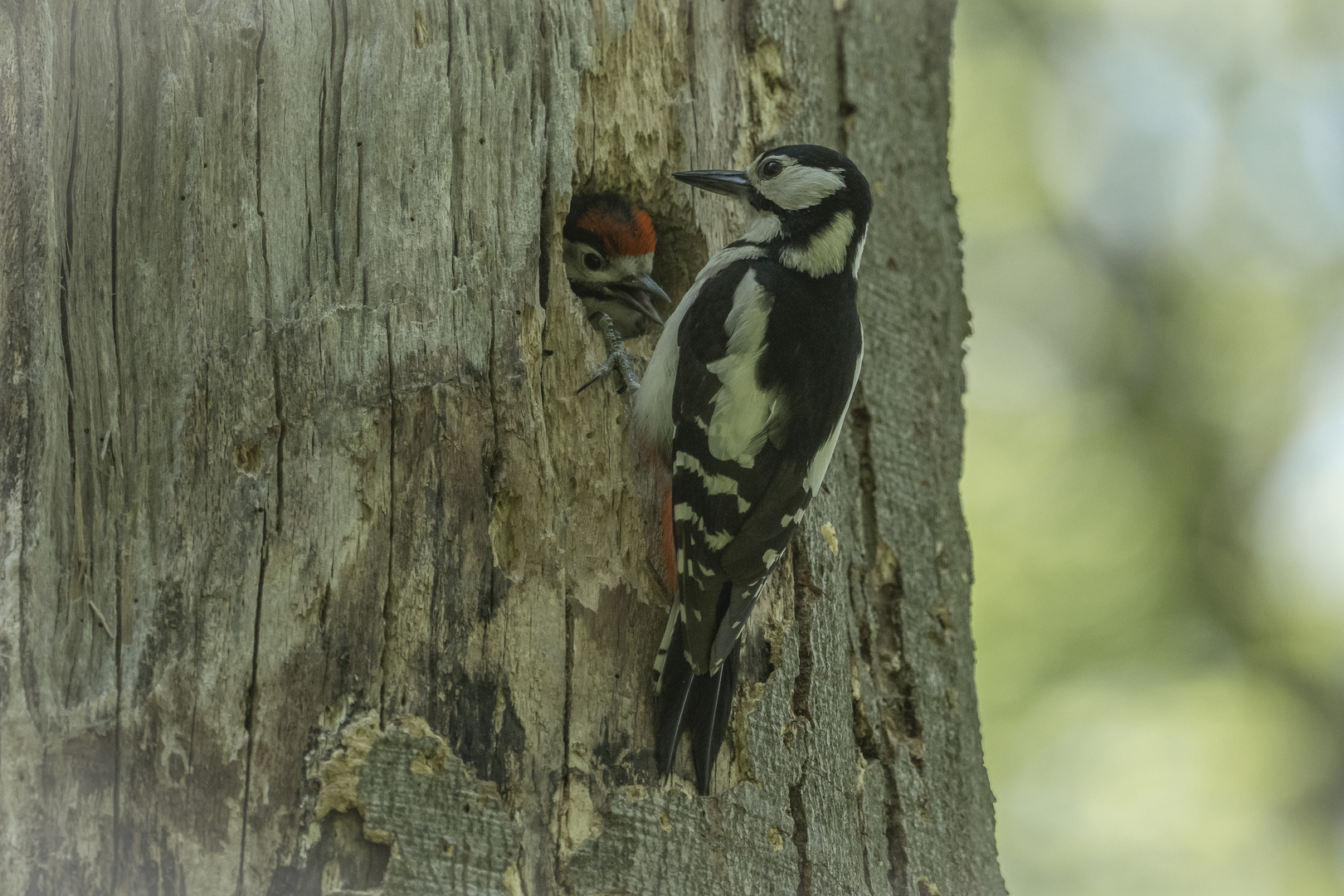 Besuch bei den Spechts