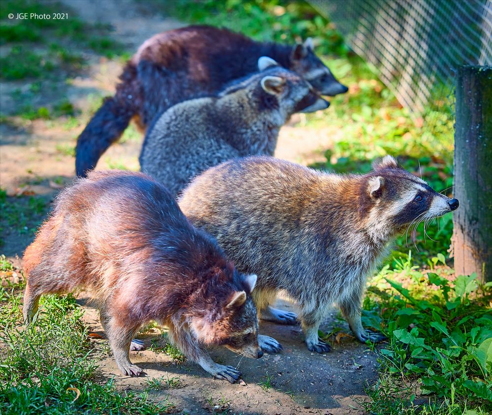 Besuch bei den Waschbären