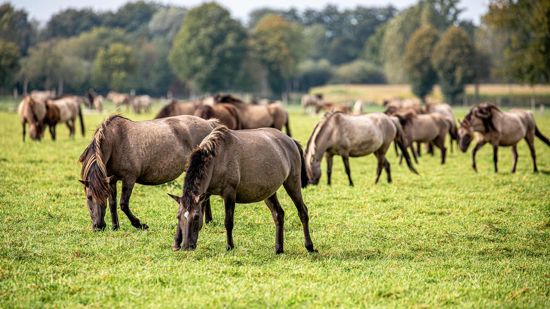 Besuch bei den Wildpferden 1