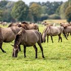 Besuch bei den Wildpferden 1